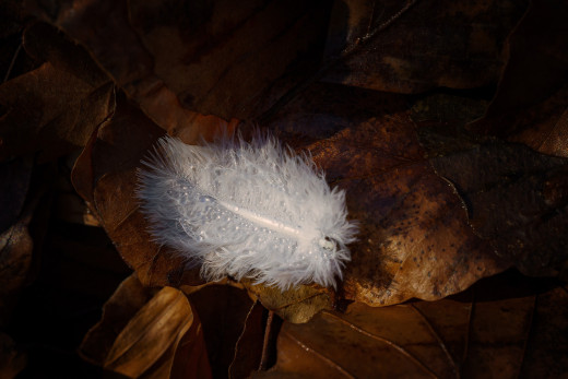 1754922 (a): :2048x1365